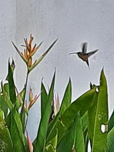 Casa para temporada - Chapada das Mesas