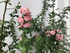 Baan Klang Khao Mountain Viewบ้านกลางเขา เมาเทนวิว