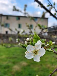 Maisons d'hotes Les Jardins de Falguiere : photos des chambres