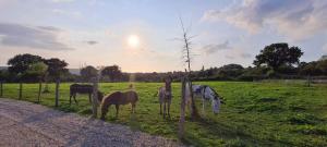 Maisons de vacances LE PRESSOIR MARIE-CLAIRE : photos des chambres