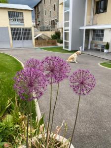 Appartements Chez Helene 3 etoiles, adapte disabled PMR,pour 4 personnes chiens bienvenus-pet friendly : photos des chambres