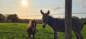 Maisons de vacances LE PRESSOIR MARIE-CLAIRE : photos des chambres