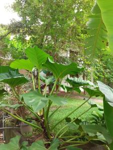 Yonara Green Rest