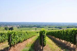 Maisons de vacances CLOS SAINT SAUVEUR - guesthouse au coeur des vignes sur le coteau : photos des chambres