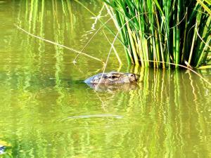 Kampoeng Karst Rammang Rammang