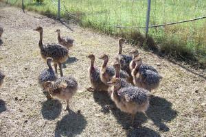 Sejours a la ferme Les Roulottes-Gites de la Ferme de l'Autruche Dromoise : photos des chambres