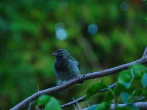 Casa del Árbol Colombia