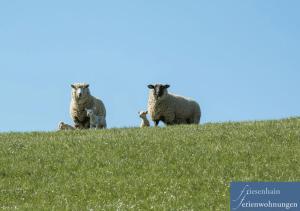 Friesenhain Ferienwohnungen