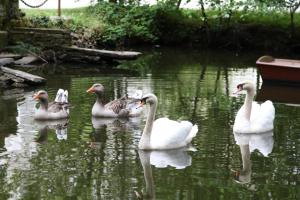 B&B / Chambres d'hotes Chateau du Bois de La Noe : photos des chambres