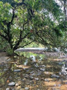 Caoni Riverside Suites - Birders Paradise by the river, Ecuadorian Chocó