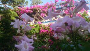 Angelika Leros Greece
