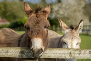 Luccombe Farm Holiday Cottages