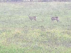 Appartamento Serenella
