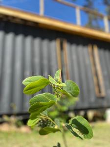 Hospedaria BOCA DO MATO - CONTAINER