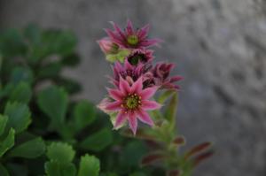 Hotels Hotel La Ferme du Chozal, Chalet de tradition : photos des chambres