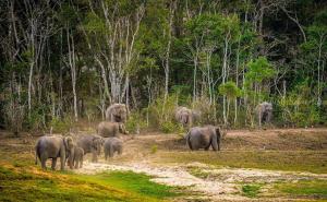 Spice Villa Thekkady