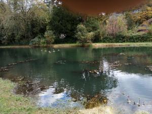 Maisons de vacances Comtesse de Dordogne : photos des chambres