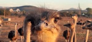 PurePlaas Self catering Volmoed Oudtshoorn Klein Karoo