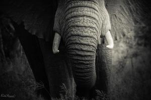 Sungulwane Private Game Lodge