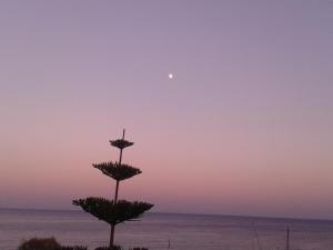 Sunrise Flora Aegina Greece