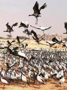 Kaner Retreat - Indias First Desert Botanical Resort