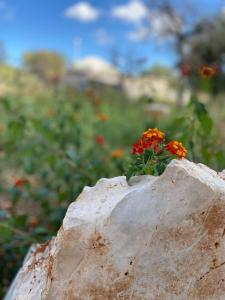 Pugliaholidayplus - LA TORRETTA