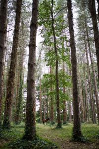 Lodges Domaine de Pan : photos des chambres