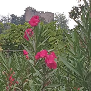 B&B / Chambres d'hotes Les Nuances de Melis' : Chambre Double - Vue sur Jardin