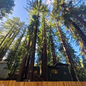 Dhyana Redwoods Fire Table Nearby River Access Ping Pong & Arcade Games