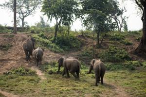 Chitwan, 44600 Chilha, Nepal.