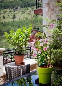 Amanites Guesthouse