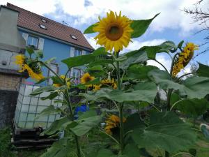 Appartements Les Locations de Stephanie ,Gite Le Verger : photos des chambres