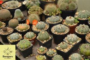 Bosques de la Pradera