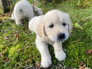 Harbour View Cottage