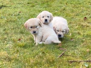 Harbour View Cottage