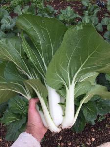 Villa Moresca dei Trulli Fernando