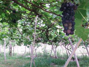 Gunung Mas Pemuteran