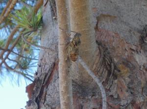 Appartements Lou Pauseto : photos des chambres