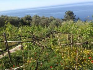 Il Nettare Agriturismo