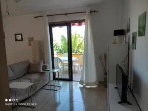 Palma Tellus - Puerto