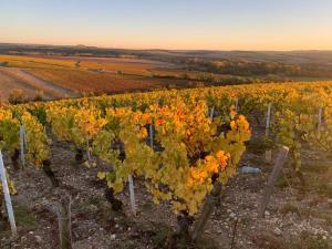 Maisons de vacances Maison de campagne entre vigne et bois : photos des chambres