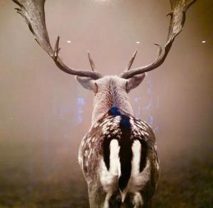 HOME Suites Panoramablick mit Sauna