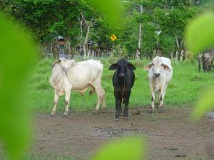 Finca Libelulas