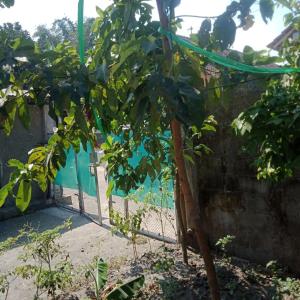 De Ikut Bojo Homestay