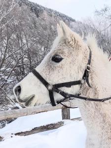 Pferdehof Ansteingut