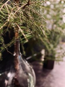 Cesis Boulevard Apartments