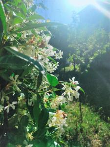 Il Gelso di Sofia B&B