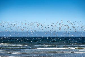 Mowe Bay, Skeleton Coast National Park, Namibia.