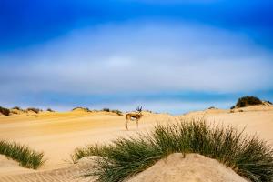 Mowe Bay, Skeleton Coast National Park, Namibia.