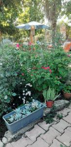 Cirali Friends Pension&Camping